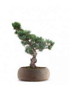 Pino Parviflora Pentaphylla... 2