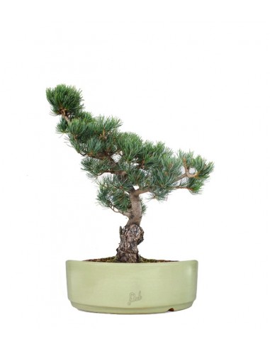 Pino Parviflora Pentaphylla Bonsai L Pino Parviflora Pentaphylla Bonsai L