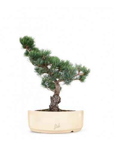 Pino Parviflora Pentaphylla Bonsai L Pino Parviflora Pentaphylla Bonsai L