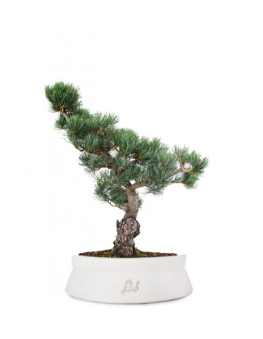 Pino Parviflora Pentaphylla Bonsai L Pino Parviflora Pentaphylla Bonsai L