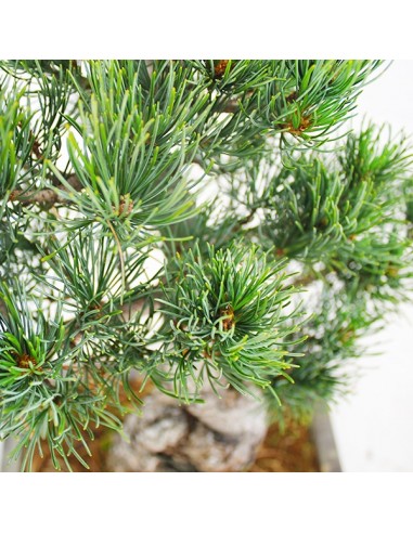 Pino Parviflora Pentaphylla Bonsai L Pino Parviflora Pentaphylla Bonsai L