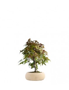 Acero Deshojo bonsai impalcato