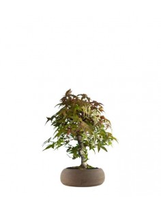 Acero Deshojo bonsai impalcato 2