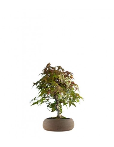 Acero Deshojo bonsai impalcato