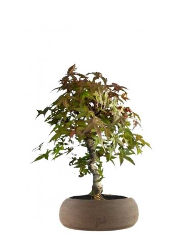 Acero Deshojo bonsai impalcato