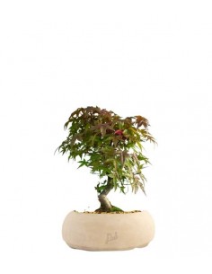 Acero Deshojo bonsai impalcato 2