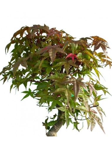 Acero Deshojo bonsai impalcato