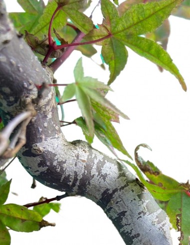 Acero Deshojo bonsai impalcato