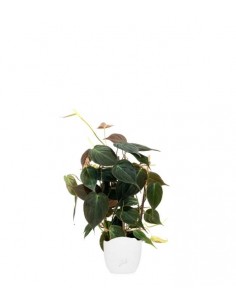 Filodendro Scandens Micans...