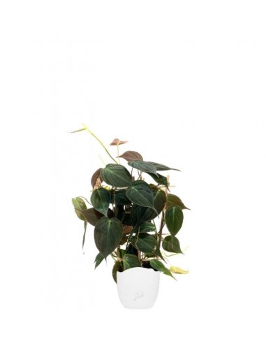 Filodendro Scandens Micans con Spalliera