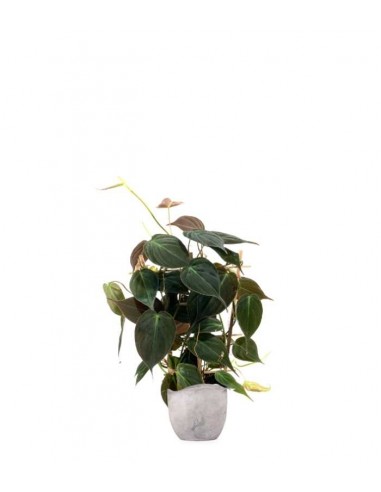 Filodendro Scandens Micans con Spalliera