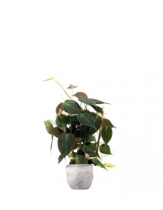 Filodendro Scandens Micans... 2