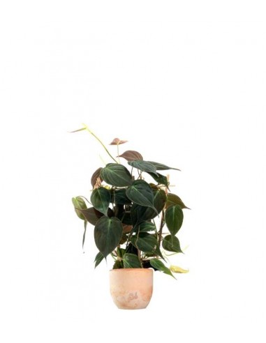 Filodendro Scandens Micans con Spalliera