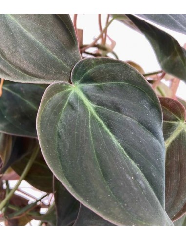 Filodendro Scandens Micans