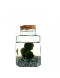 Marimo in vaso di vetro...
