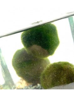 Marimo in vaso di vetro... 2