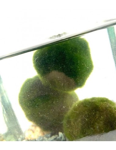 Marimo in vaso di vetro quadrato |...