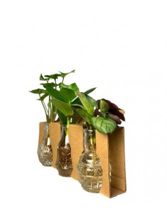 Tris Piante idroponica in...