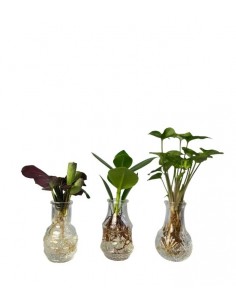 Tris Piante idroponica in... 2