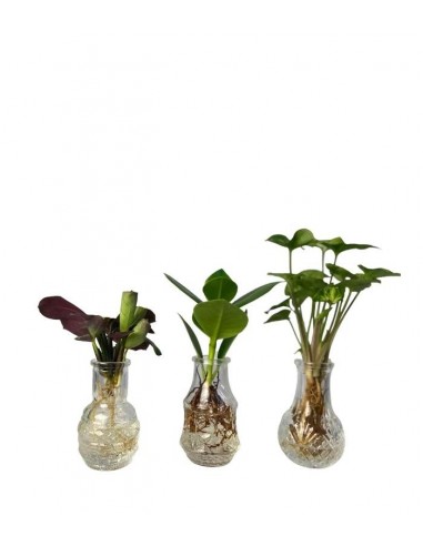Tris Piante idroponica in vetro