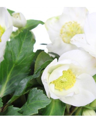 Rosa di Natale vaso 17