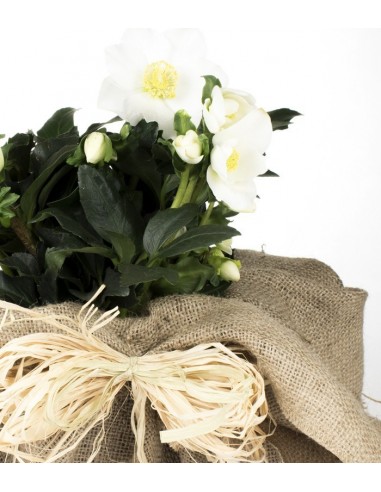 Rosa di Natale vaso 17