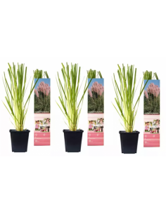 Set di 3 Pampasgras...