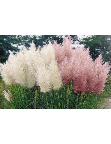 Set di 3 Pampasgras Cortaderia...