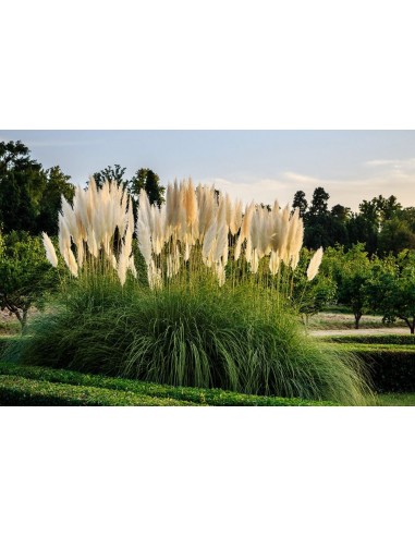 Set di 3 Pampasgras Cortaderia...