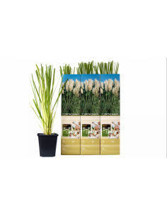 Set di 3 Pampasgras...