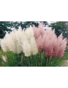 Set di 3 Pampasgras... 2