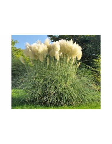 Set di 3 Pampasgras Cortaderia...