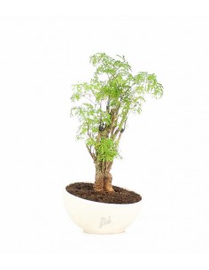 Polyscias Fruticosa vaso...