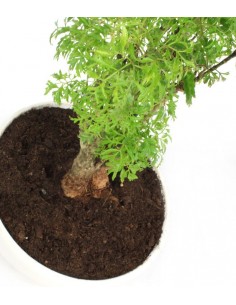 Polyscias Fruticosa vaso... 2