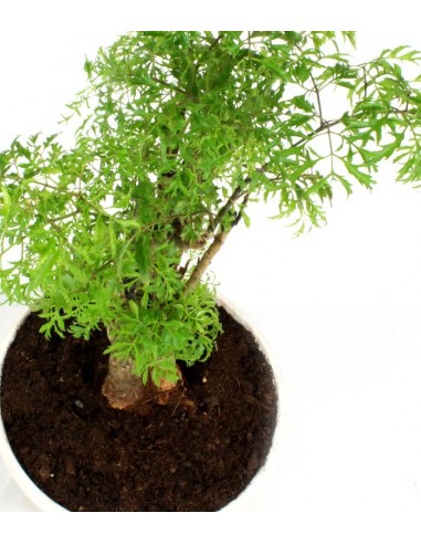 Polyscias Fruticosa vaso ciotola in...