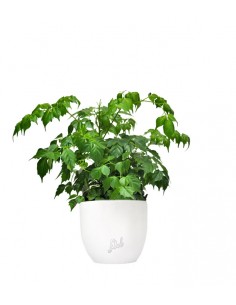 Radermachera in vaso