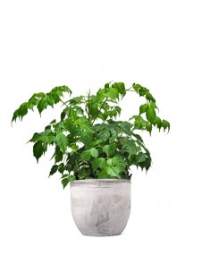 Radermachera in vaso 2