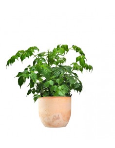 Radermachera in vaso 2