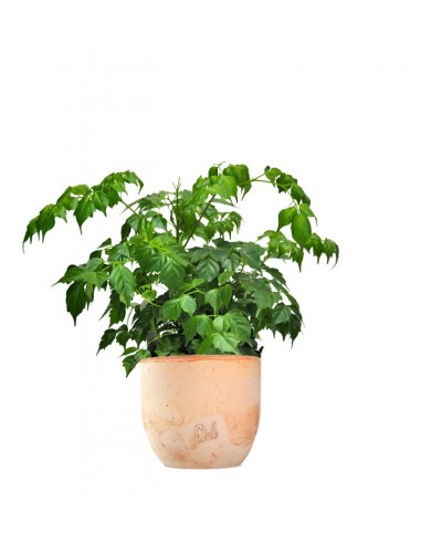 Radermachera in vaso