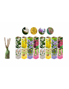 Set di 8 piante Hibiscus...