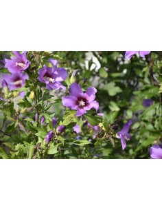 Set di 8 piante Hibiscus... 2