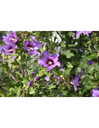 Set di 8 piante Hibiscus Syriacus... Set di 8 piante Hibiscus Syriacus...