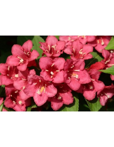 Set di 8 piante Hibiscus Syriacus... Set di 8 piante Hibiscus Syriacus...