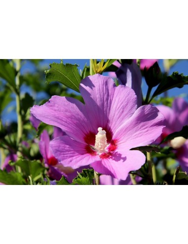 Set di 8 piante Hibiscus Syriacus... Set di 8 piante Hibiscus Syriacus...