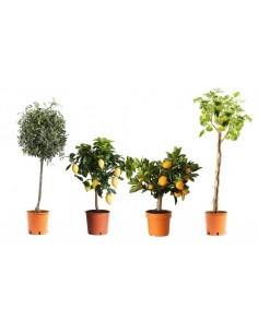 Set di piante 4 mediterranee