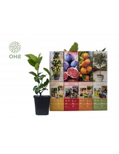 Set di piante 4 mediterranee 2