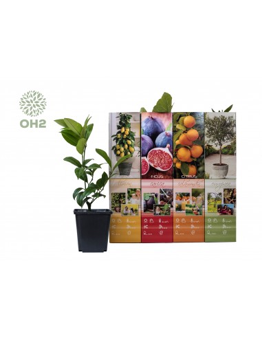 Set di piante 4 mediterranee