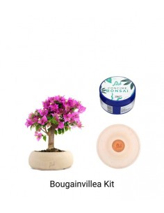 Bougainvillea Kit
