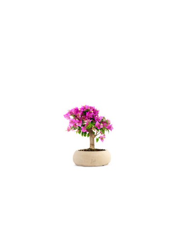 Bougainvillea Kit