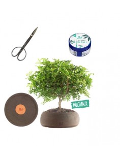 Super Pepe Bonsai Kit